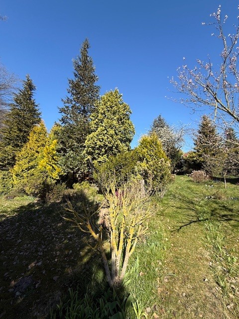 Bäume
